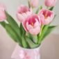 HAPPYTULIPSROSA