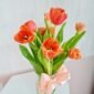 Happy Tulips